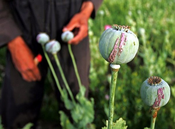 World News | Taliban Hide Details of Drug Trade Revenue Amid Financial Crisis in Afghanistan: Report