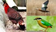 Indian Pitta, Ruddy Shelduck, Northern Pintail &ndash; Rare Winter Season Migratory Birds Spotted in Lucknow