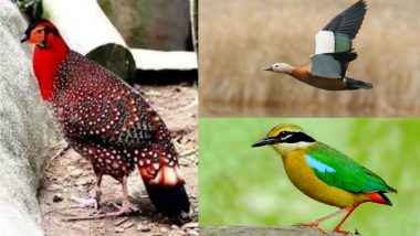 Indian Pitta, Ruddy Shelduck, Northern Pintail – Rare Winter Season Migratory Birds Spotted in Lucknow