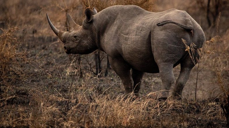 Odisha: ‘Poachers Killed 802 Wild Animals in Past 5 Years’, Says Minister BK Arukha