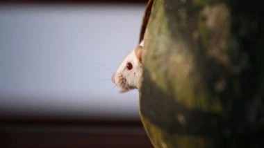 World News | Several Haemorrhagic Fever Cases, Deaths Reported in China's Shaanxi Province