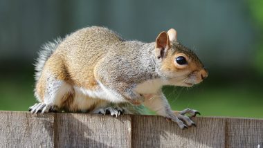 UK: Squirrel Attacks 18 People in Buckley Town in 2-Day Christmas Rampage