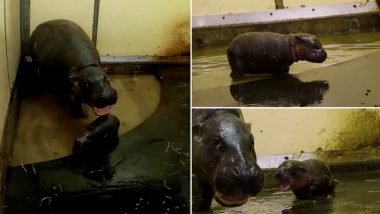 Toronga Zoo in Sydney Welcomes Arrival of Pygmy Hippo Calf (Watch Video)