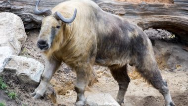 Rare Mammal Takin Spotted in Forests of East Kameng District of Arunachal Pradesh