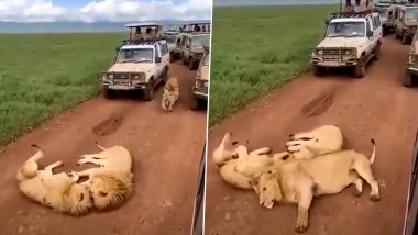 3 Lions Take Nap in Middle of the Road in Tanzania, Cause Traffic Jam During Tourists' Safari Ride (WATCH VIDEO)