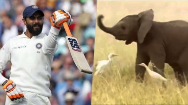 Baby Elephant Imitates Ravindra Jadeja's Sword Celebration? This Funny Viral Video of Cute Jumbo Moving Its Trunk Will Leave You Smiling From Ear to Ear