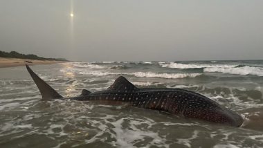 Whale Shark in Andhra Pradesh: World’s Largest Fish at Visakhapatnam Beach, Authorities Guided Back to Sea (Watch Video)