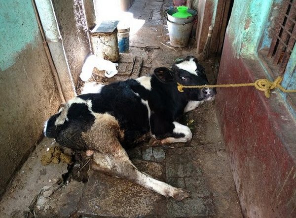 Cow Dung Becomes Extra Source of Income for Farmers Under Chhattisgarh’s Godhan Nyay Yojana