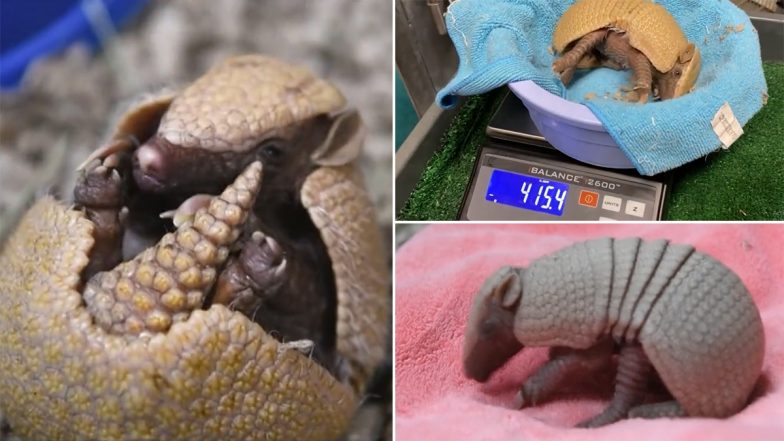 New-Born Armadillo Pup Named 'Segway' at Point Defiance Zoo & Aquarium (WATCH VIDEO)