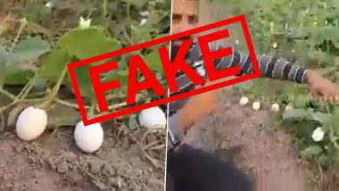 Eggs Growing on Plants in Pakistan? Video of White Brinjal Plantation Goes Viral With Fake Claim; Here's a Fact Check