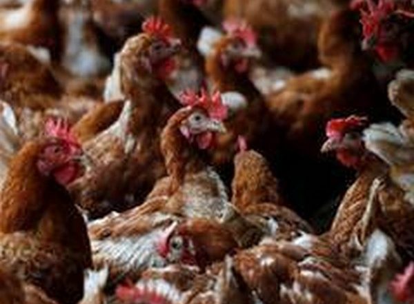 Avian Influenza In United Kingdom: Person In South West Of England Contracts Avian Flu, Confirms UK Health Security Agency