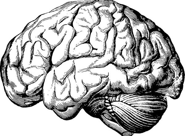 Science News | Wear, Tear in Brain Areas Lead to Lesions, Linked to Cognitive Decline: Study