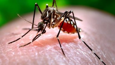 Dengue Wreak Havoc in Singapore, 2021 Cases Reported So Far in 2022