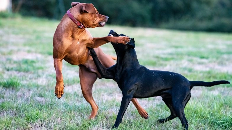 Animal Cruelty Shocker: Family Alleges Their Pet Dog Died As Delhi Police Forced It to Fight Pitbull