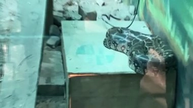 India News | Indore Zoo Upscales Arrangements, Provides Heating Pads, Warmers to Animals