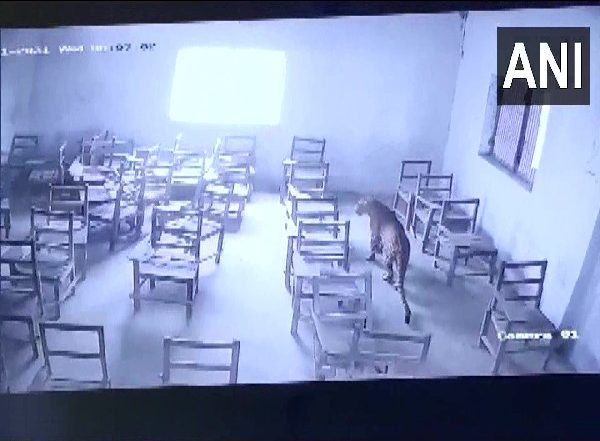 Uttar Pradesh: Leopard Enters Inter College, Attacks Student in Aligarh (Watch Video)