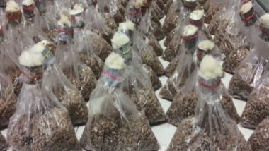 India News | Rubber Growers in Tripura Encouraged to Cultivate Mushroom to Create Additional Income Avenues