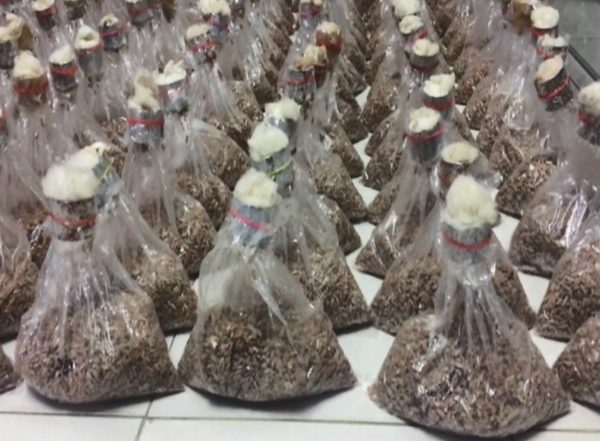 India News | Rubber Growers in Tripura Encouraged to Cultivate Mushroom to Create Additional Income Avenues