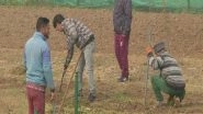 India News | J-K: Sowing Process of Bulbs in Full Swing for Srinagar's Tulip Festival