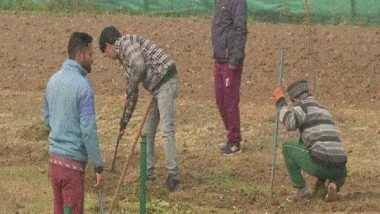 India News | J-K: Sowing Process of Bulbs in Full Swing for Srinagar's Tulip Festival