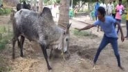India News | Bull Training for Jallikattu in Full Swing Ahead of Pongal