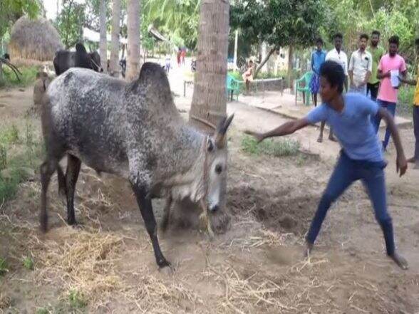 Jallikattu in Tamil Nadu: Stalin Govt Issues COVID-19 SOPs for Annual Bull Events, Allows 150 Fully Vaccinated Spectators | ???? LatestLY