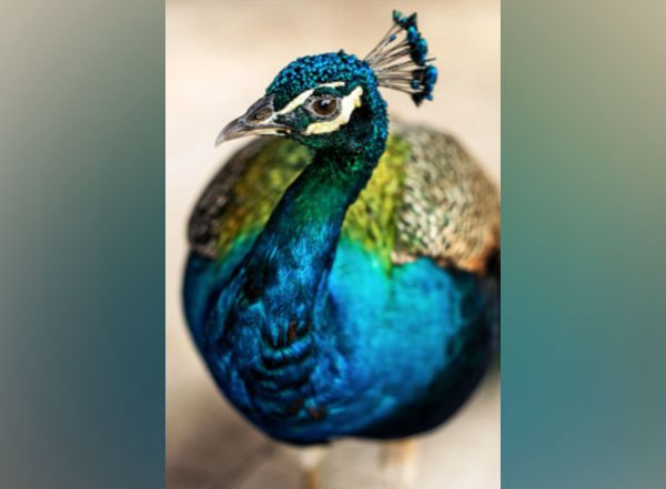 Science News | Researchers Find Birds' Dazzling Iridescence Linked to Nanoscale Tweak of Feather Structure