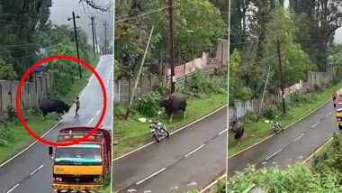 Animal Cruelty! Young Man Mercilessly Beats Injured Wild Indian Gaur With Stick in Nilgiris, Shocking Act Caught on Camera