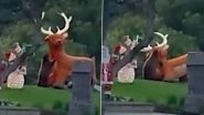 Adorable Video Shows Bear Cub Wrestling With a Giant Inflatable Reindeer in Los Angeles Suburb!