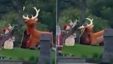 Adorable Video Shows Bear Cub Wrestling With a Giant Inflatable Reindeer in Los Angeles Suburb!