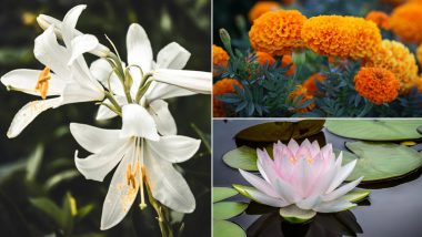 Lucky Flowers For Happy New Year 2022: From Lotus to Lilies, 5 Flowering Plants To Boost your Good Luck and Prosperity in 2022 