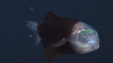 WATCH: Rare Footage From Deep Sea Shows Strange Sea Fish with Glowing Green Eyes and Transparent Head!