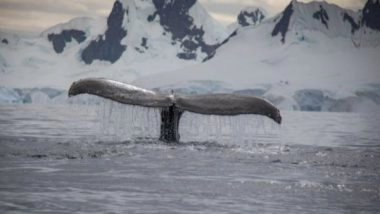 Science News | Greenland's Nutrients Changing with Global Impact, Finds Study