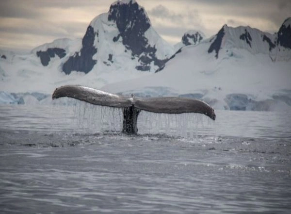 Science News | Greenland's Nutrients Changing with Global Impact, Finds Study