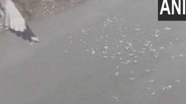 India News | With Advent of Winter, Gujarat's Surat Witnesses Arrival of Brown-headed Gulls
