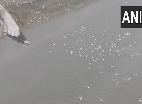 India News | With Advent of Winter, Gujarat's Surat Witnesses Arrival of Brown-headed Gulls