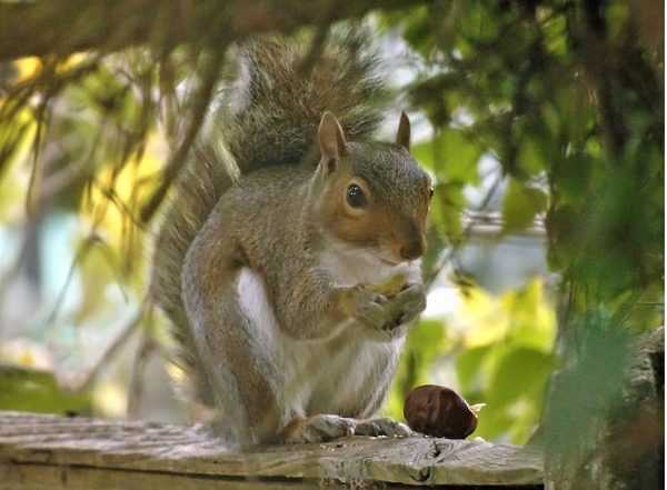 India News | Study Finds 5 Species of Flying Squirrels in Uttarakhand