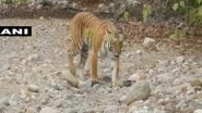 India News | Media Reports Should Focus on Reasons Behind Tiger Death in Country: Centre