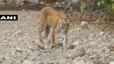 India News | Media Reports Should Focus on Reasons Behind Tiger Death in Country: Centre