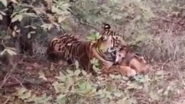 Tigress ‘Sultana’ Hunts Down Stray Dog in Front of Tourists in Rajasthan’s Ranthambore National Park (Watch Video)