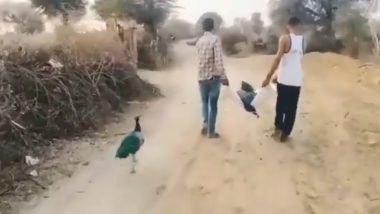 Watch: Peacock Follows Two Men Taking Its Partner's Carcass in Rajasthan, IFS Officer Shares Overwhelming Video On Twitter