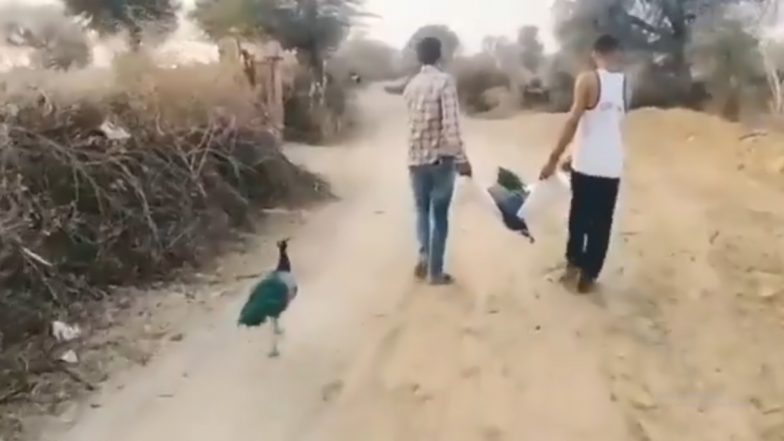 Watch: Peacock Follows Two Men Taking Its Partner's Carcass in Rajasthan, IFS Officer Shares Overwhelming Video On Twitter