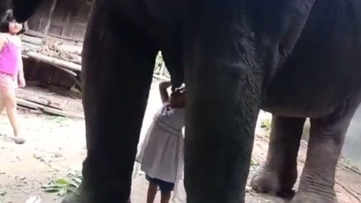 1200px x 675px - Assam: Toddler Girl Drinks Milk From Elephant in Golaghat, Video Goes Viral  | ðŸ“° LatestLY
