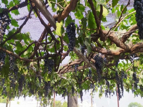 India News | Pune Farmer Converts Terrace into Grapes Farm, Inspires Citizens - Vimarsana News