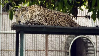 India News | In a First, Assam to Conduct Leopard Census from January 31