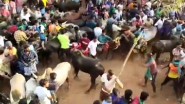 Jallikattu in Tamil Nadu: Man Attacking Bulls With A Stick in Palamedu, Accused Arrested (Watch Video)