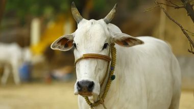 Bestiality in West Bengal: Man Brutally Rapes Pregnant Cow in South 24 Parganas District, Arrested
