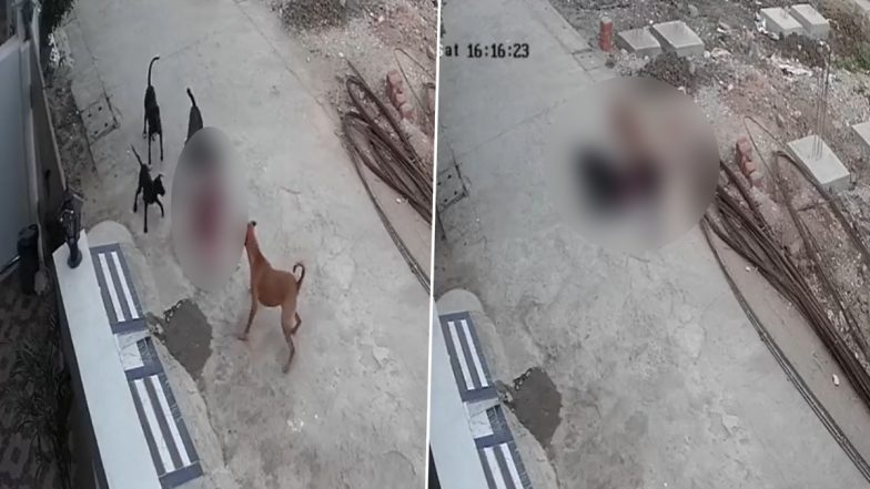 Madhya Pradesh Horror: 4-Year-Old Girl Mauled by Stray Dogs in Bhopal; Toddler Hospitalised