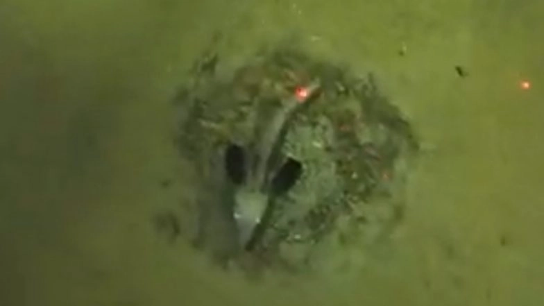 World’s Largest Fish Colony Found in Antarctica 