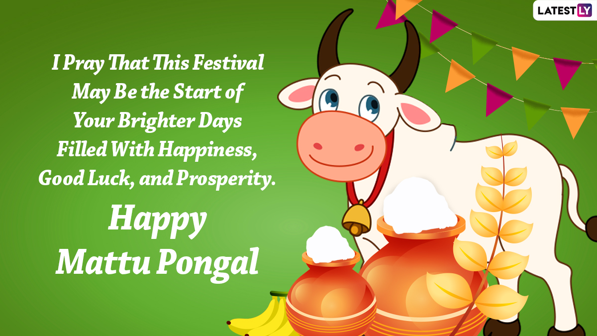 Mattu Pongal 2022 Images & Cow Pongal Kolam and Rangoli Designs ...